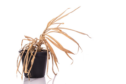 phanuwatnandee – Fotolia Yellow dead plant (Pandanus) in potted. Studio shot isolated on white background